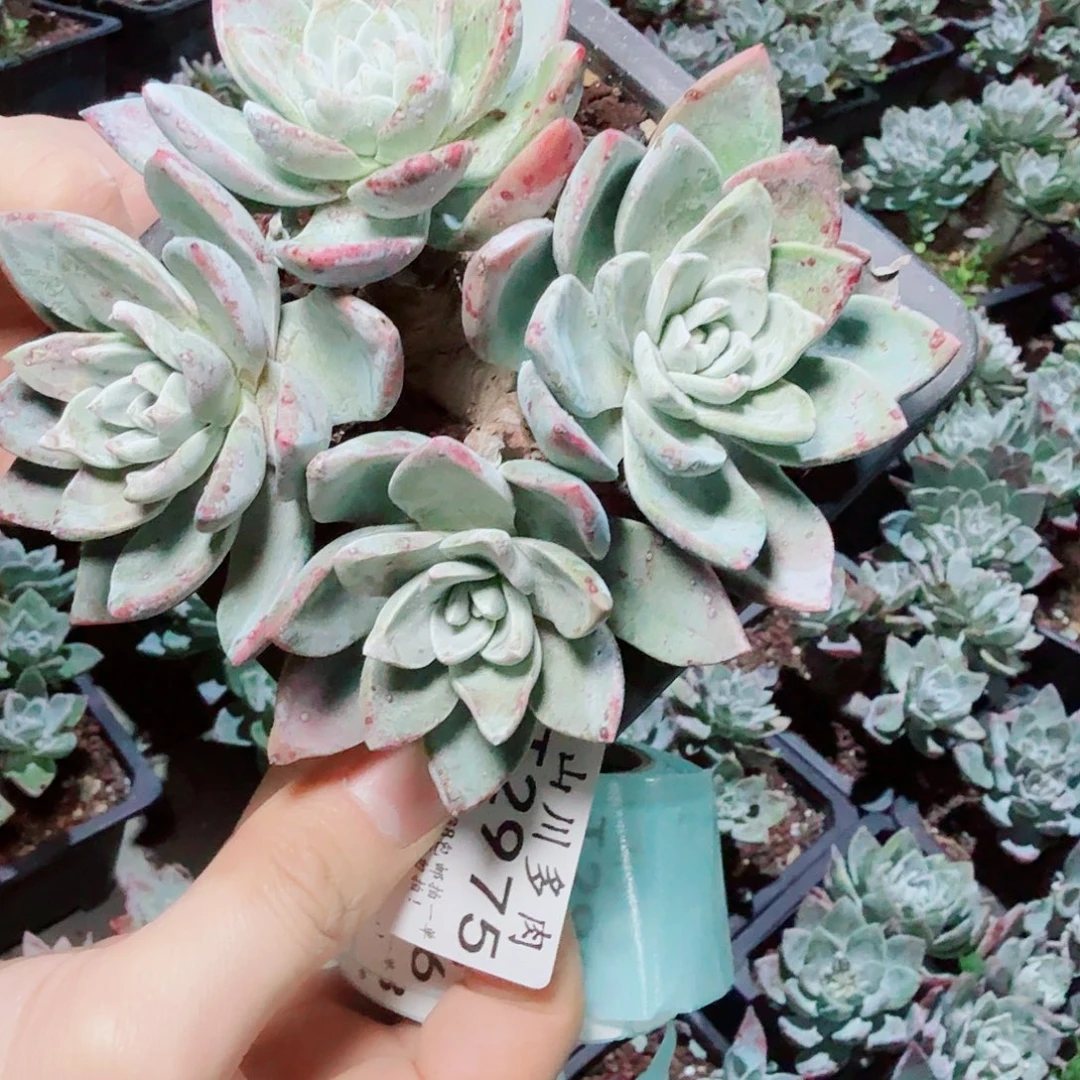 2975泡芙苹果叶多肉