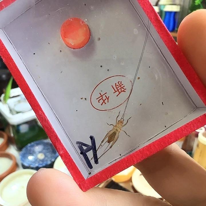 A大黄蛉一只啊啊啊啊啊啊