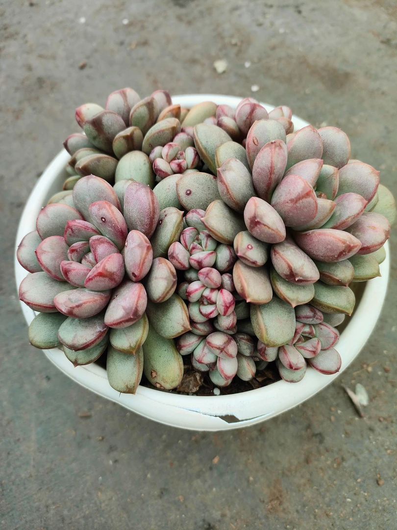 精品葡萄多肉  新手必拍  多肉植物云南昆明发货