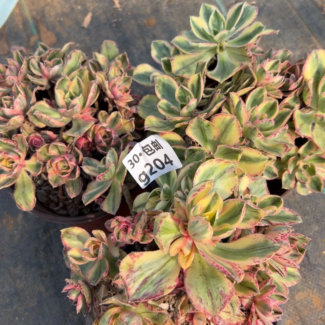 小*姨204组合多肉法师青花瓷