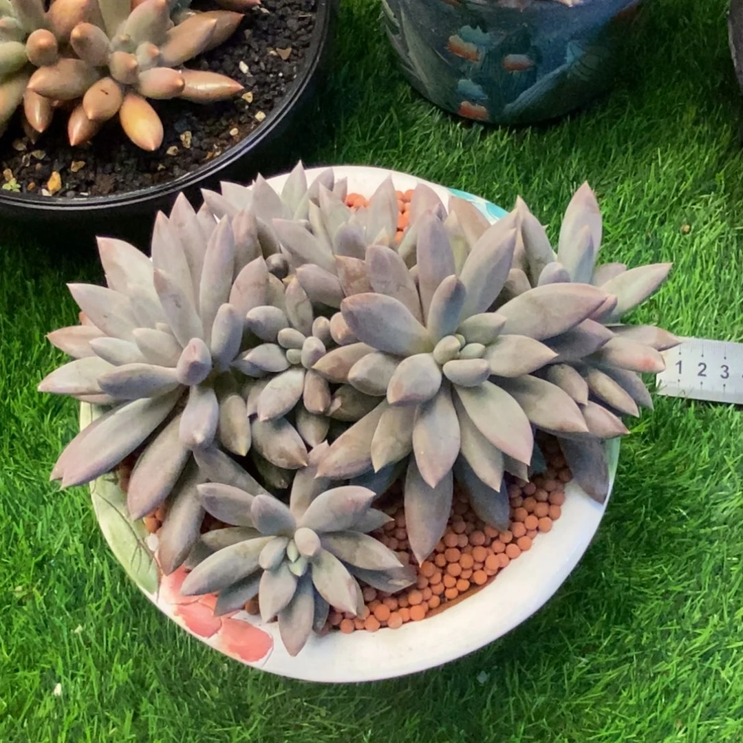 焦糖哥特萝莉群生