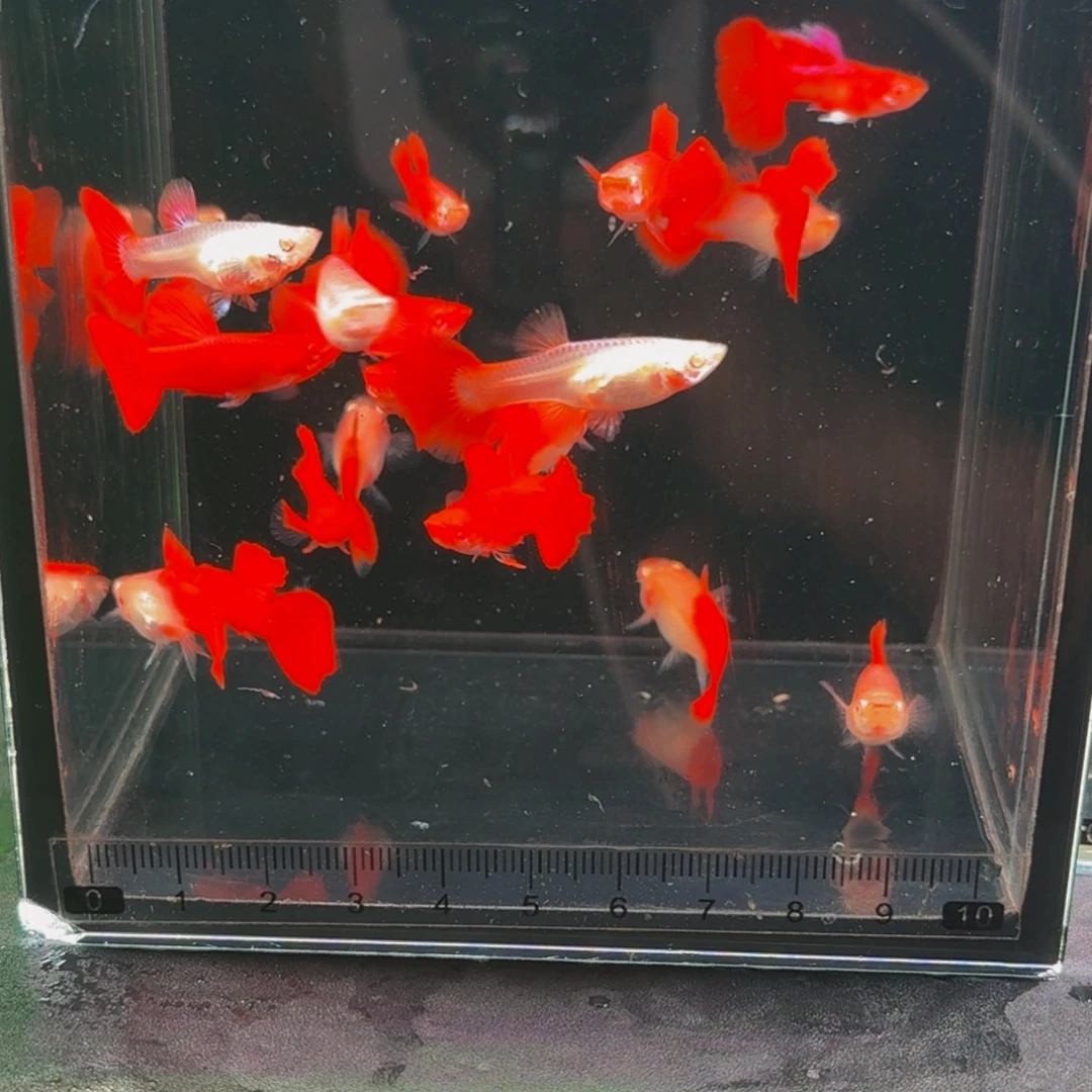 孔雀鱼血红买8送2备损，发5对10条
