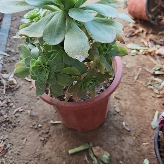 君美丽加急了发货6