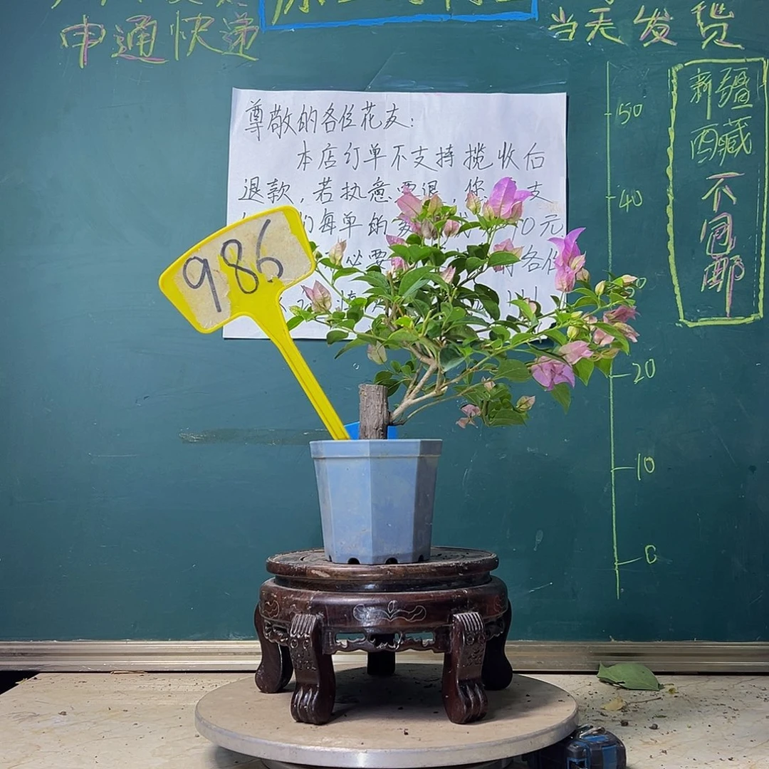 当前无花栽培后可以开花巴西紫大宝  986