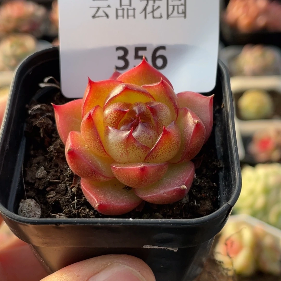 356号糖心冰心珍妮