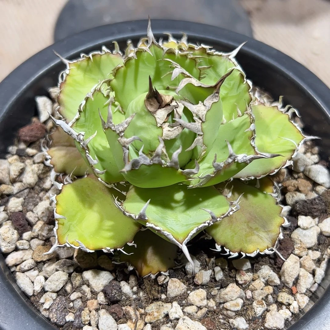 蕾丝龙舌兰植物仁王冠