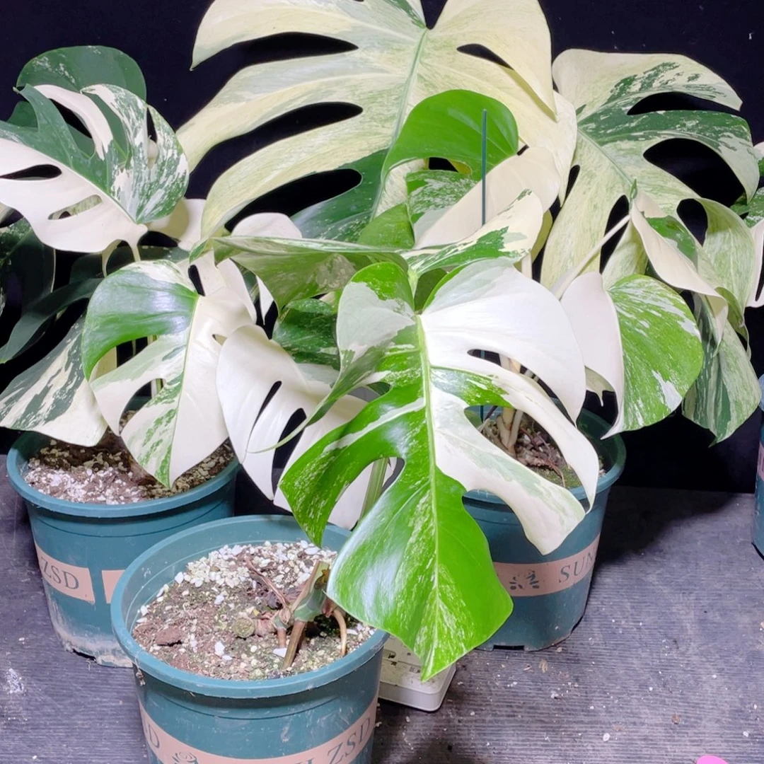 完全开放001白龟不包蕉叶和叶损