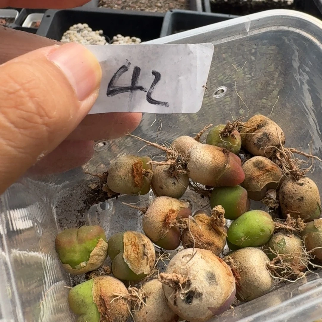 水蜜桃福利20个包邮42号