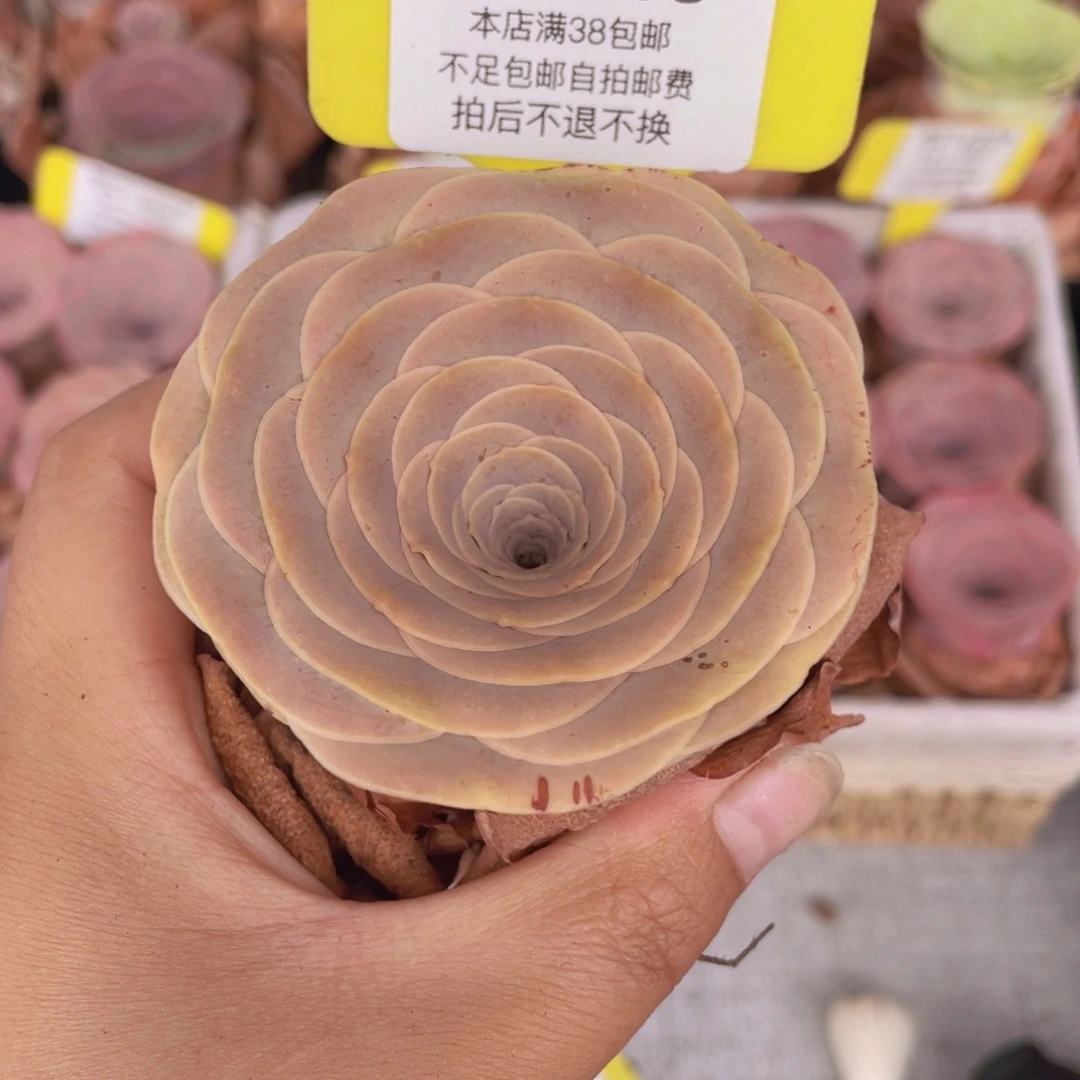 山地玫瑰C058满38包邮裸根发货