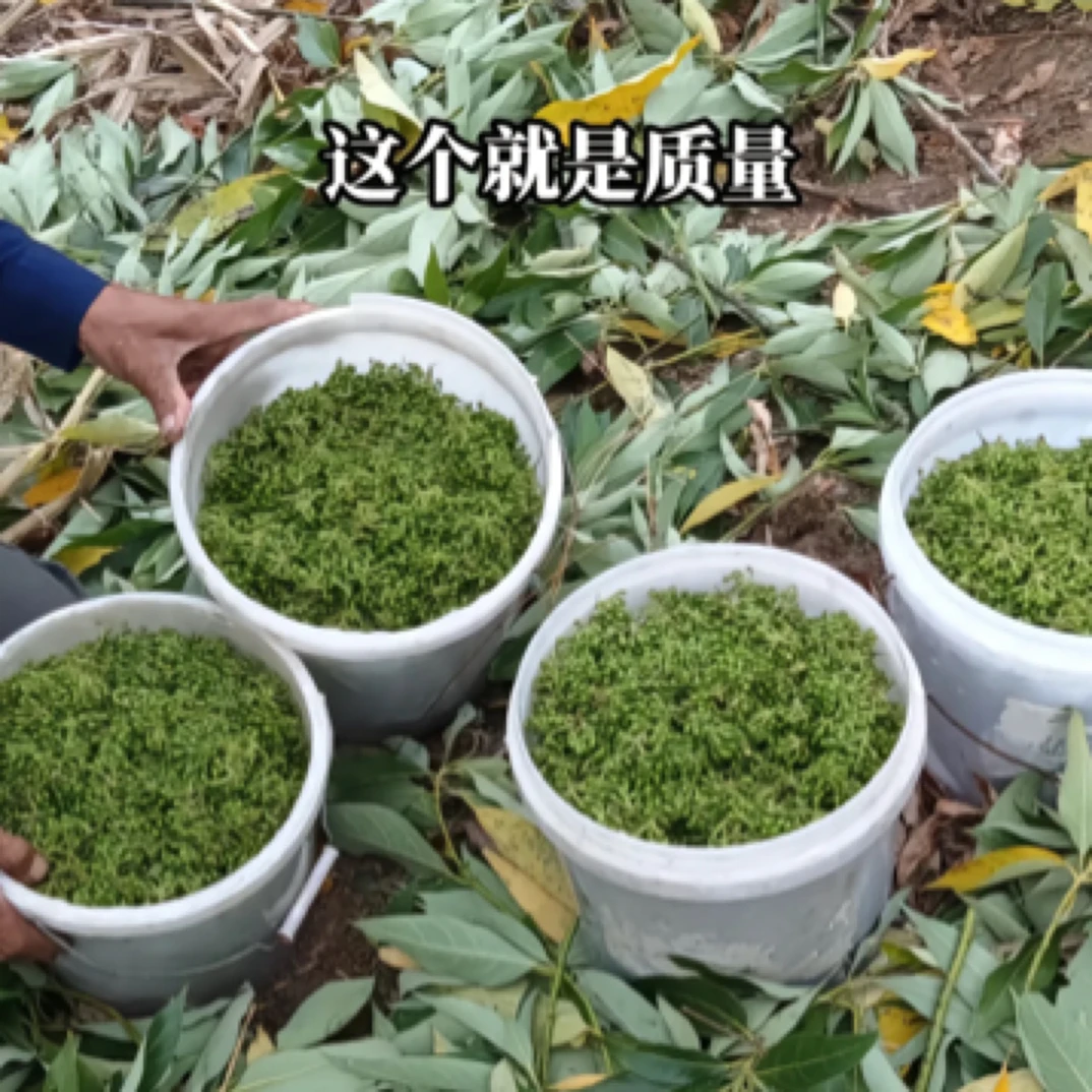 云南山胡椒，鲜果名称，木姜子