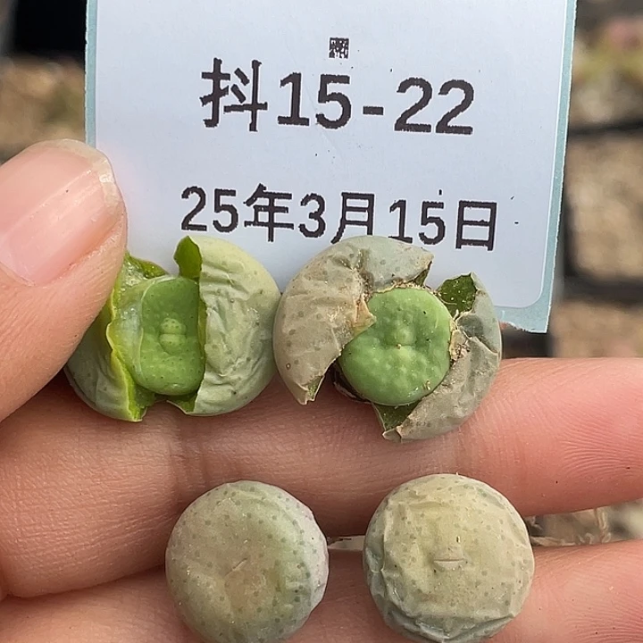15-22奶油嘴一颗量拍多肉植物