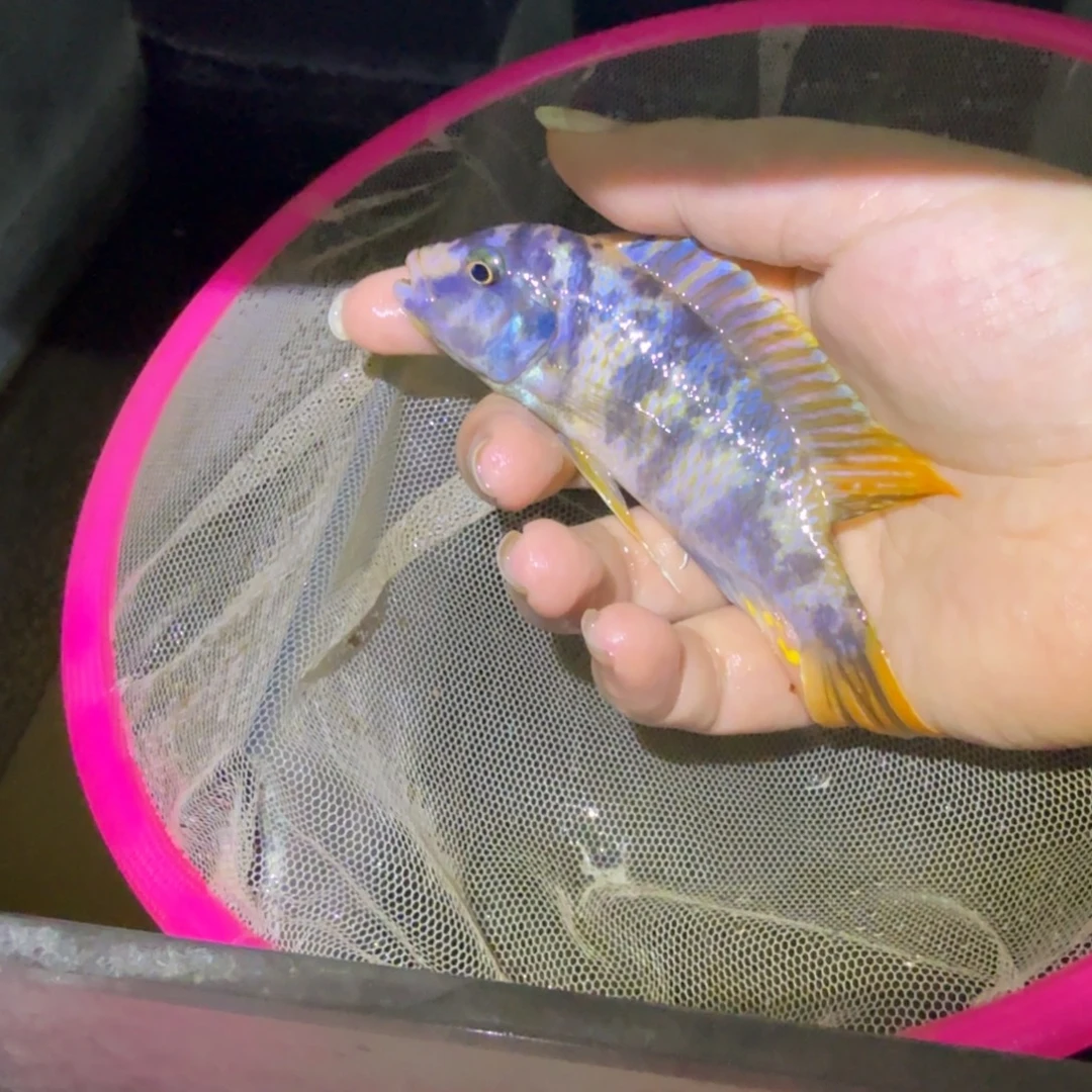 汪***汪慈鲷鱼56号斑马mc 黑纱10