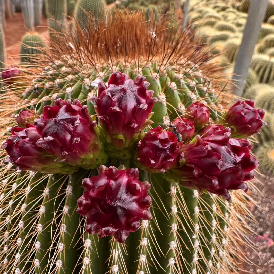 云漫多肉  5头凤龙  仙人掌多肉植物