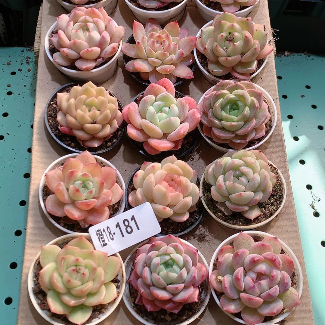 18-181一物一拍带盆18颗