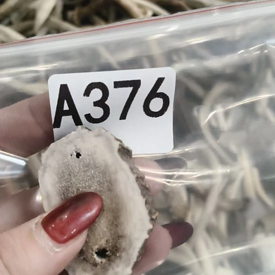 健***胡鹿角鹿角鹿角鹿角鹿角