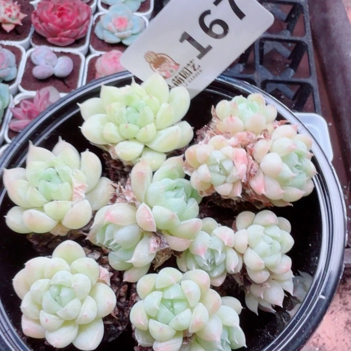 多肉植物多肉植物