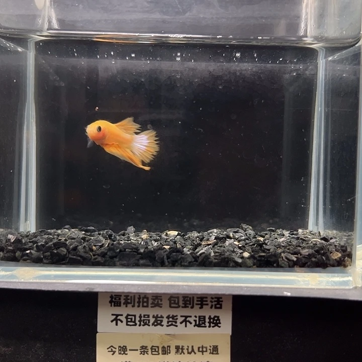 斗鱼一单包邮14日13