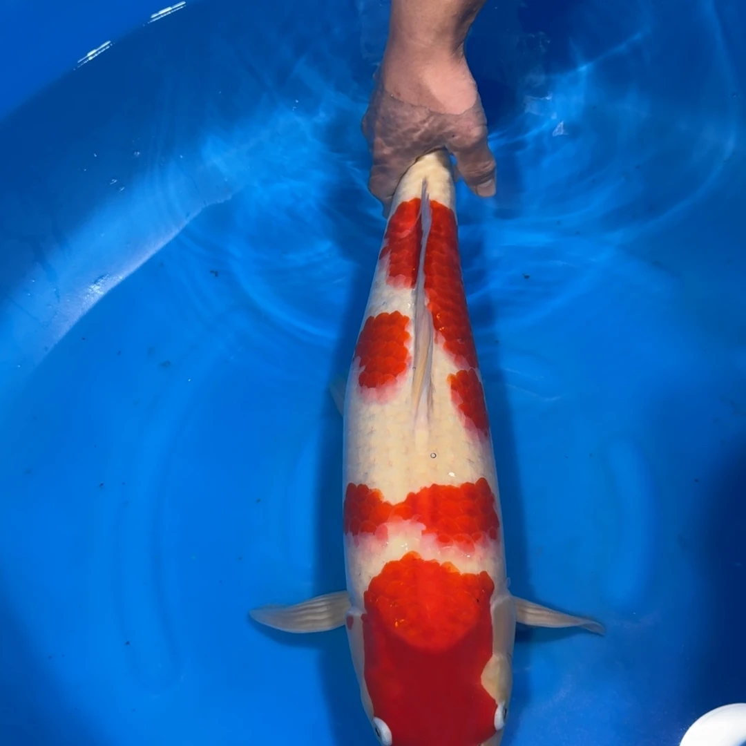 锦鲤只想安静老板专拍