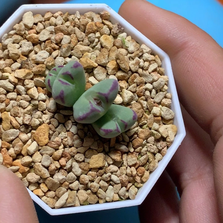 精品多肉植物大战僵尸先生们