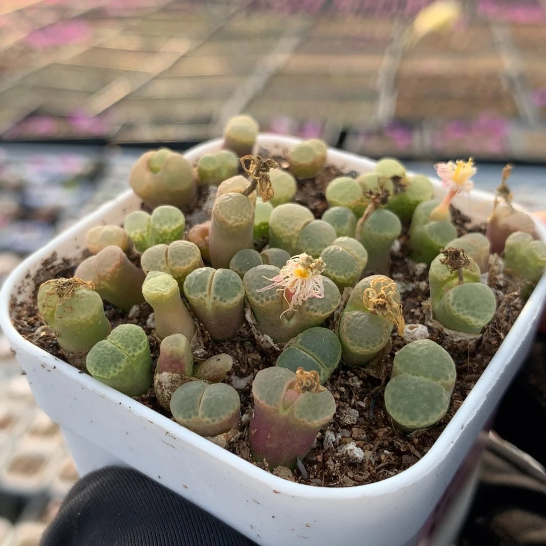 a414粉樱风铃一盆