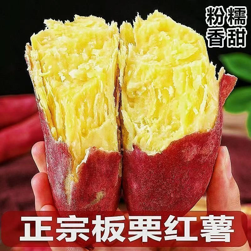 正宗陕西沙地板栗红薯新鲜现挖粉糯甘甜沙地番薯粗粮