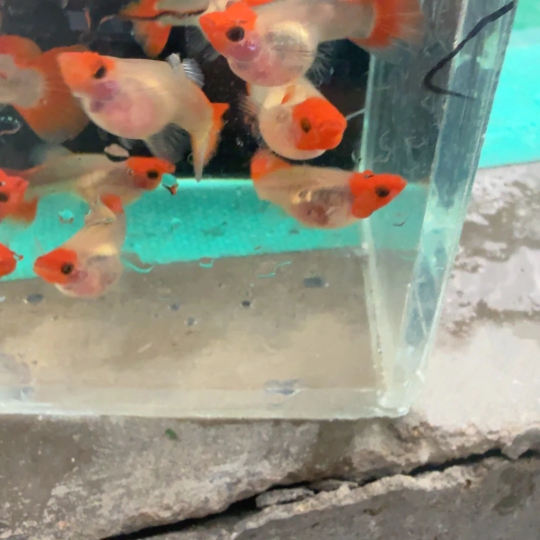 热带海域公1深海蓝黄化玻璃猫两对种鱼