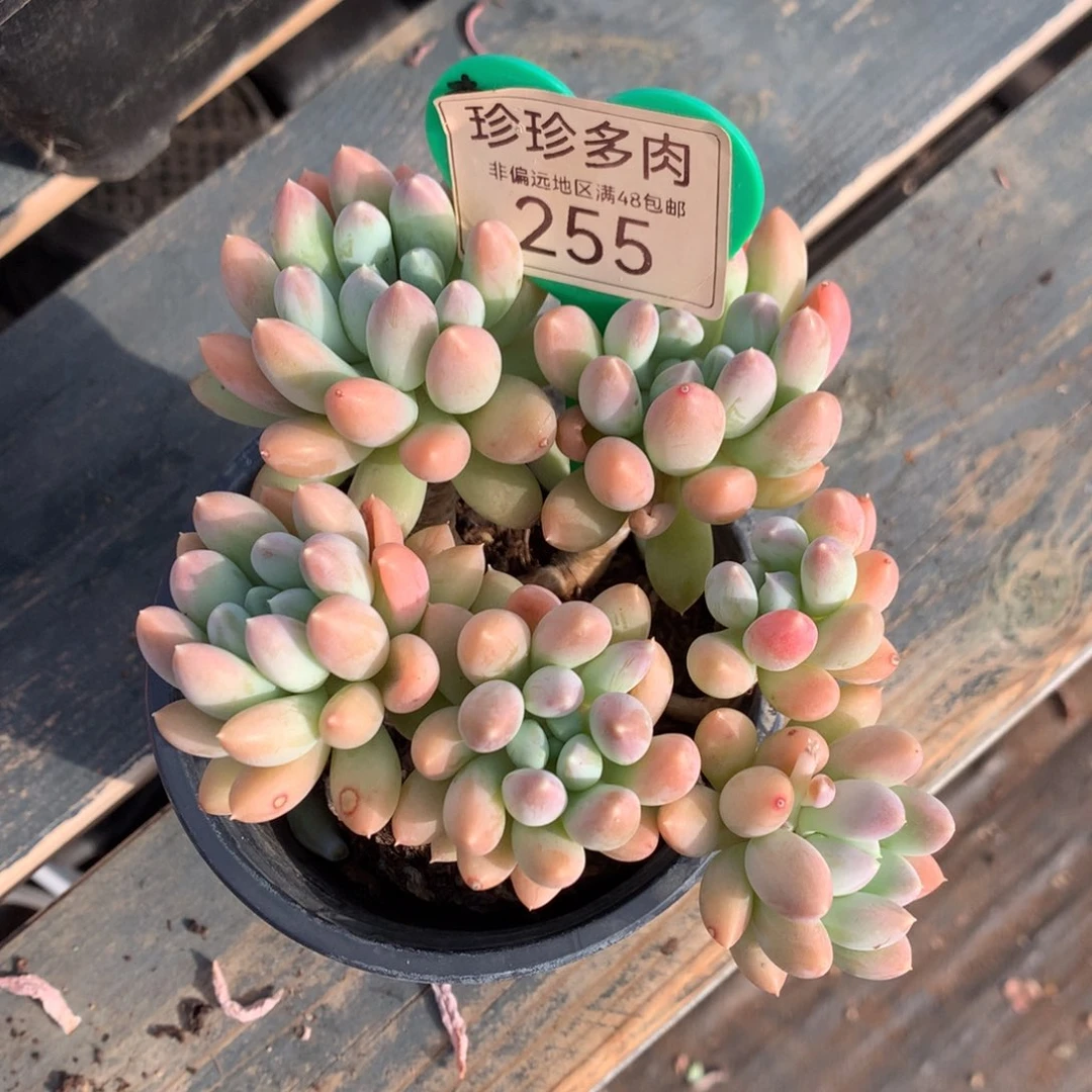 七彩奶糖老桩无砍255