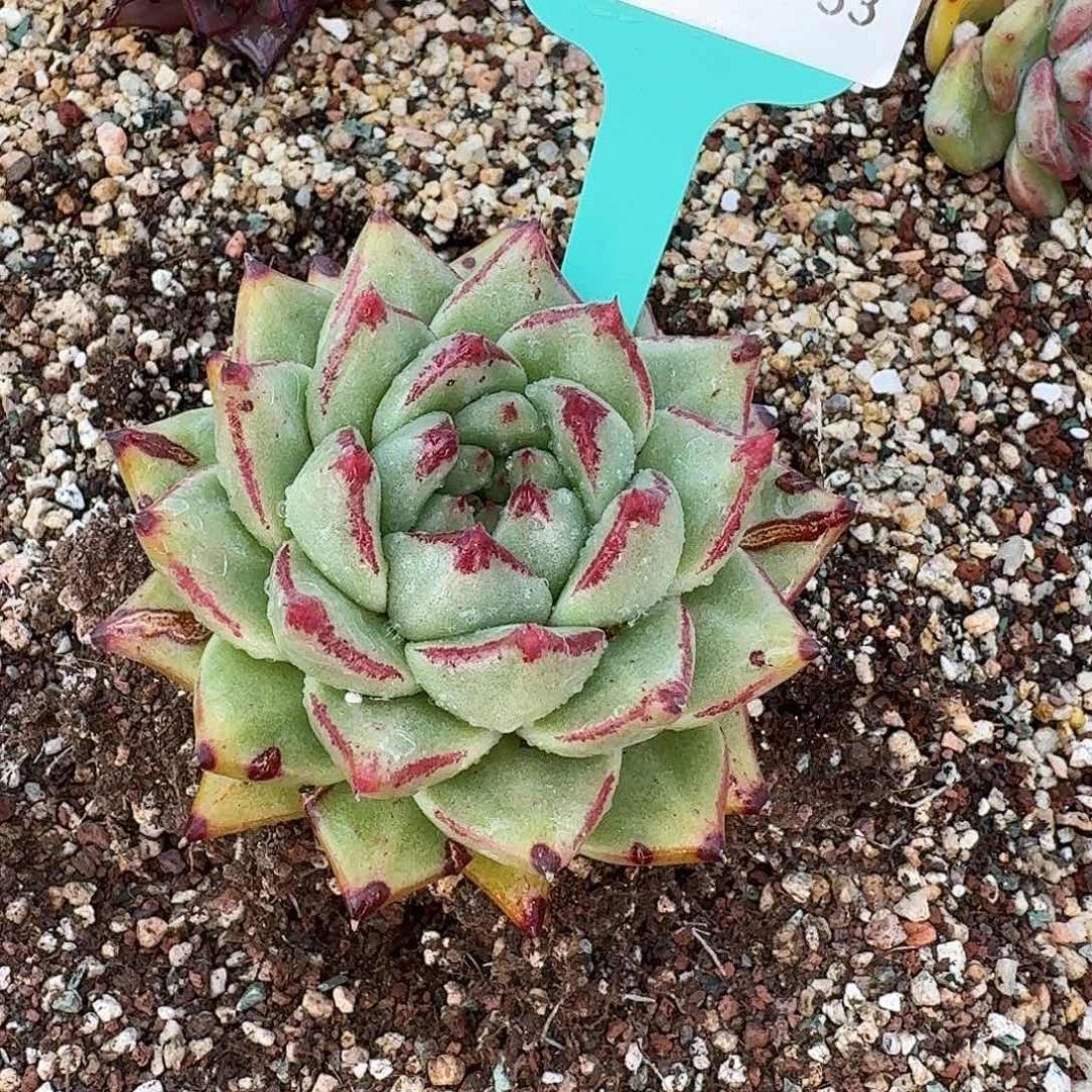 从前慢花园多肉0130-33