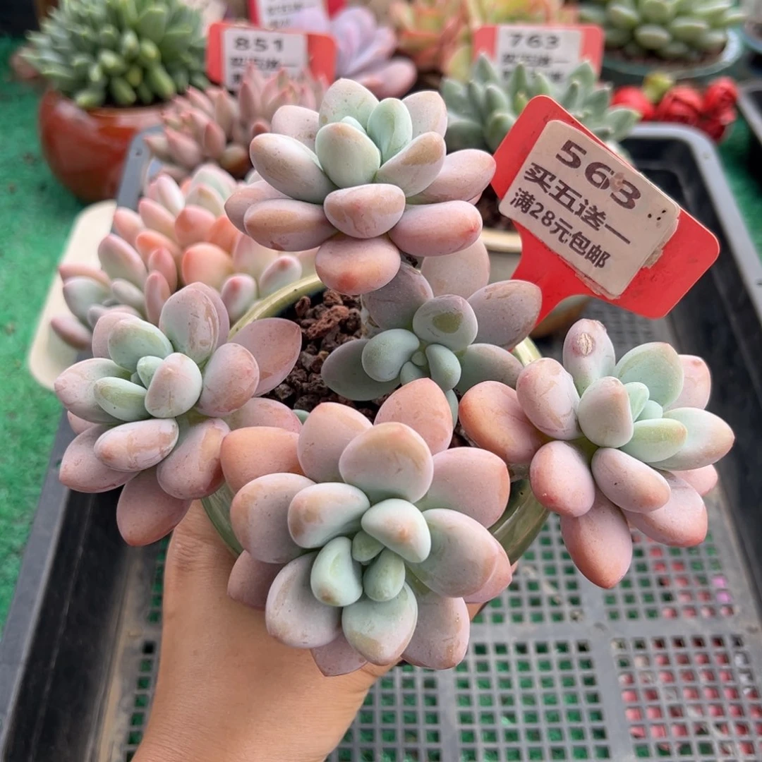 表妹精品多肉植物563.
