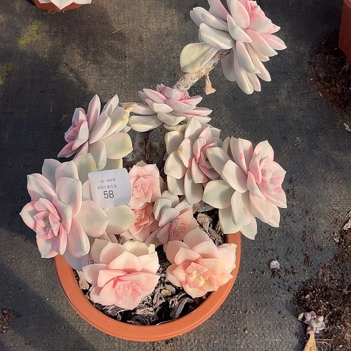 岁****白皮复伦锦粉锦，一物一拍