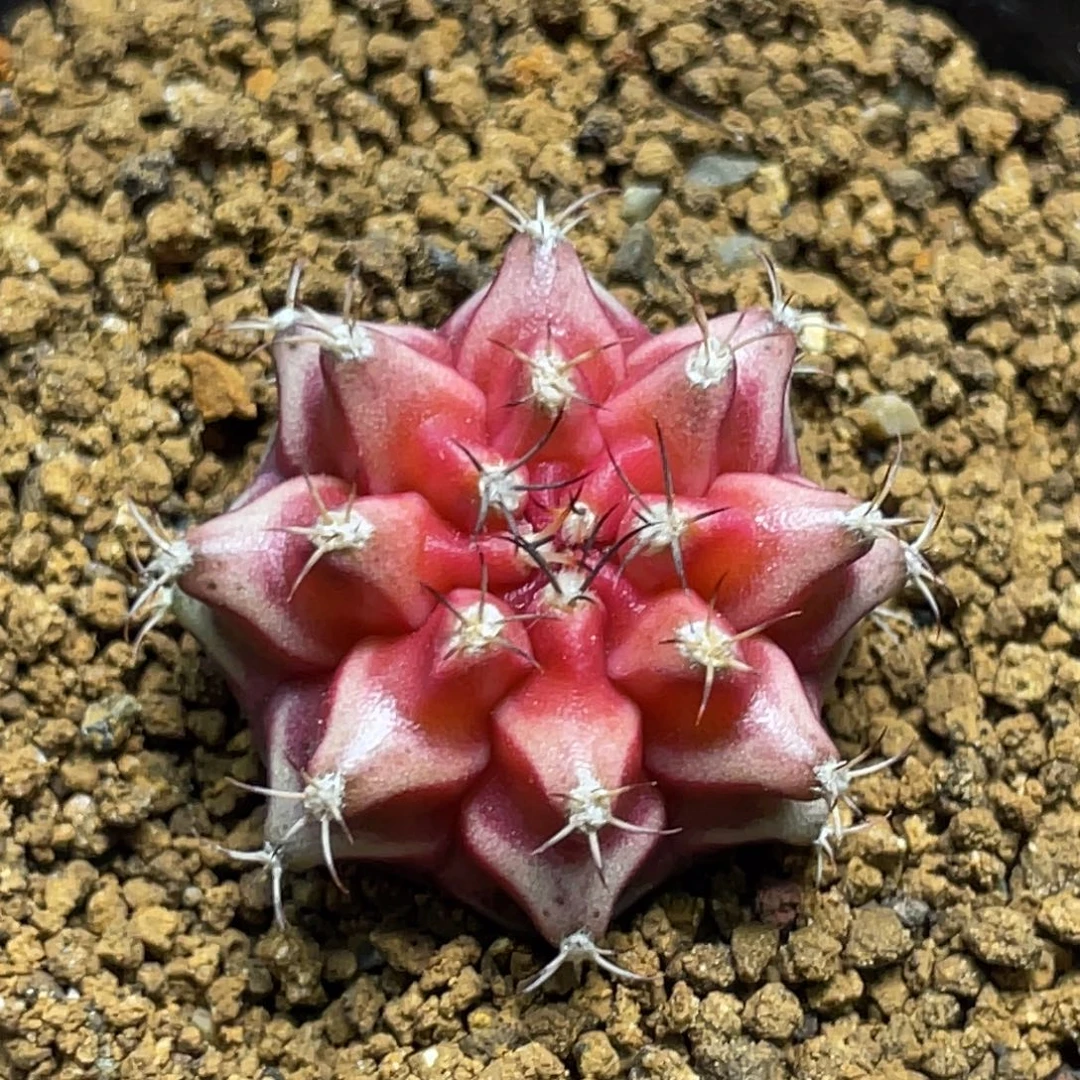 当前无花朵，栽培后可花朵BELOVE