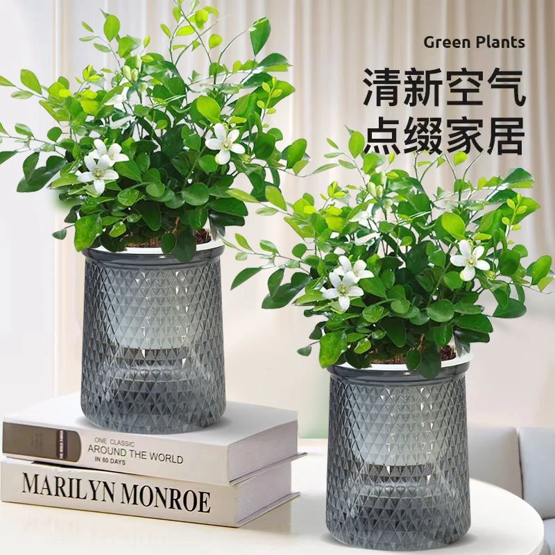 九里香盆栽浓香水培植物四季好养七里香树苗室内好养花卉驱蚊绿植