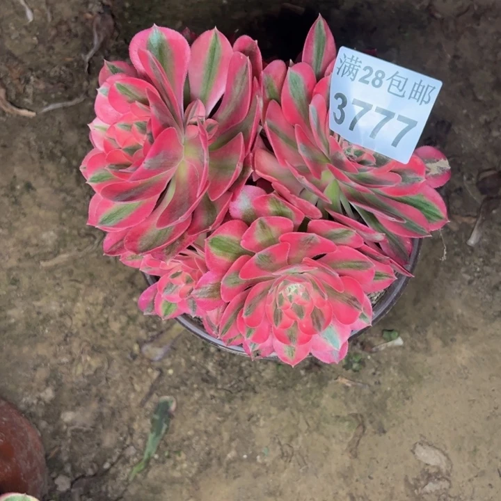 3777女巫多肉植物