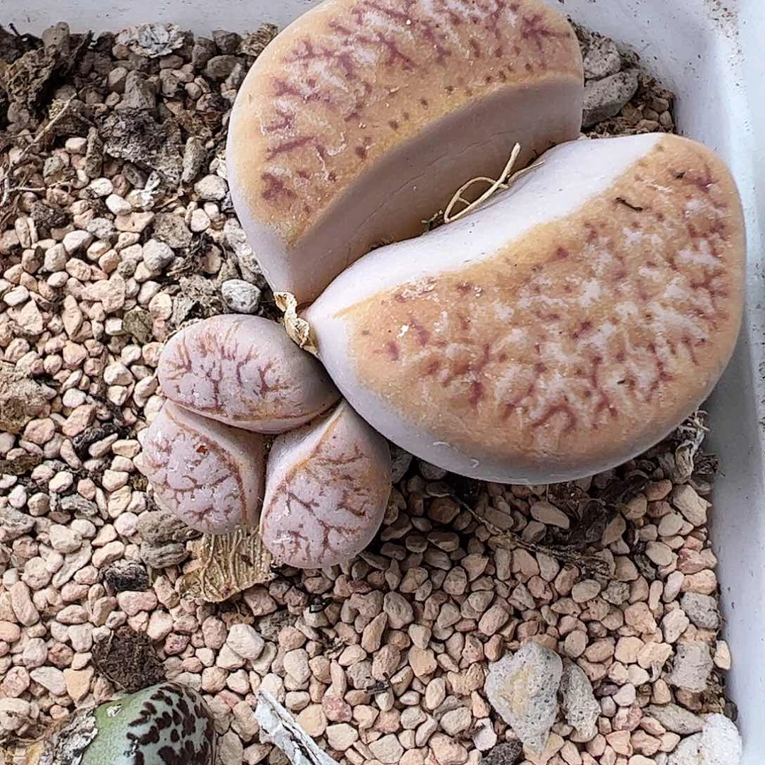 拿铁多肉植物馆…………