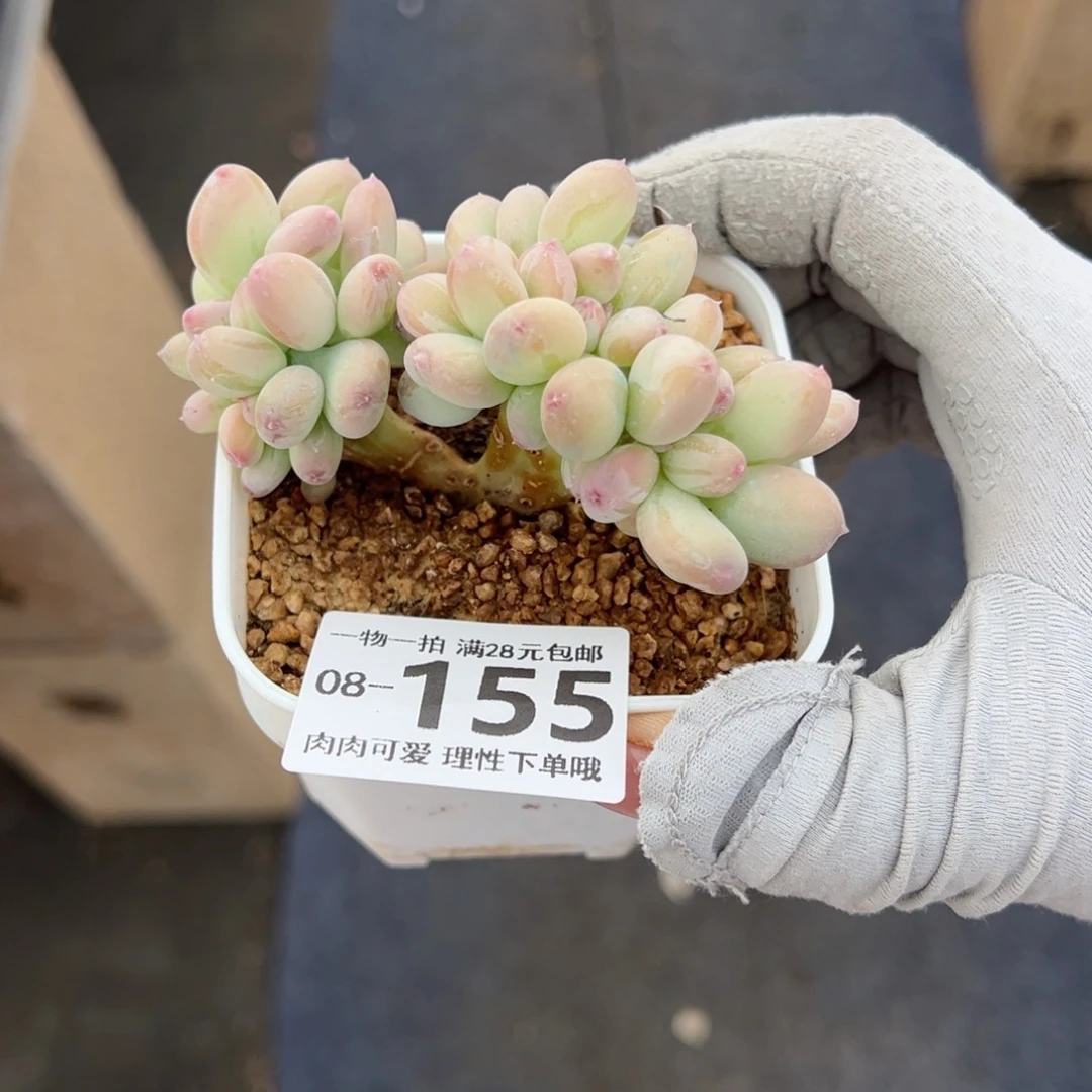 三日月美人缀化多肉多肉多肉多肉