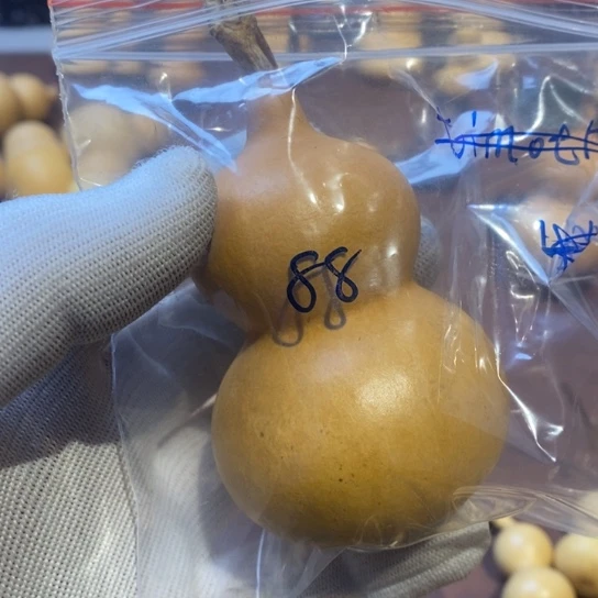 福禄葫芦精品葫芦88