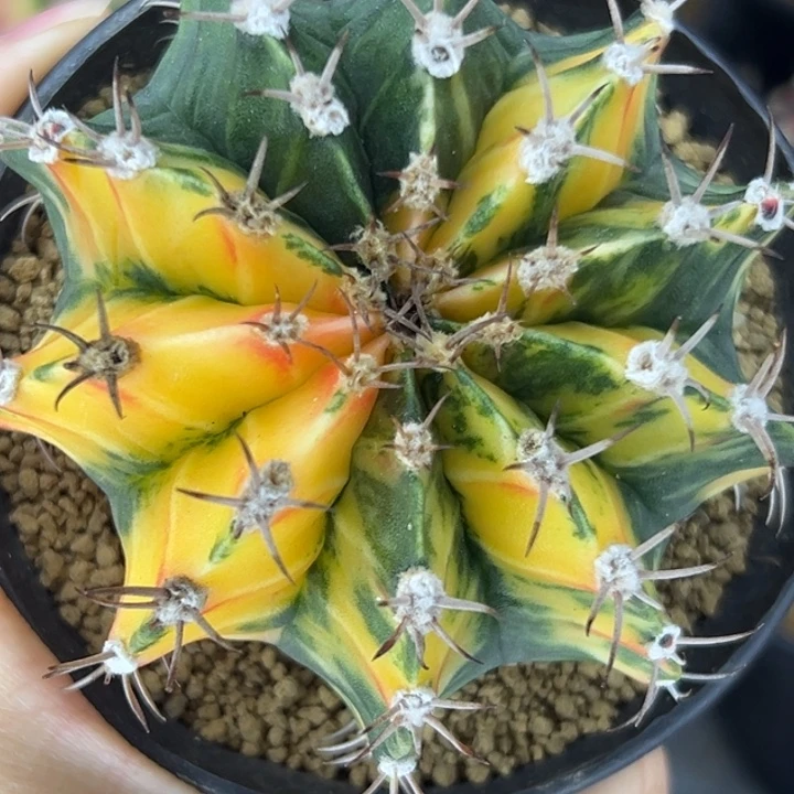 泰国米哈仙人球实生