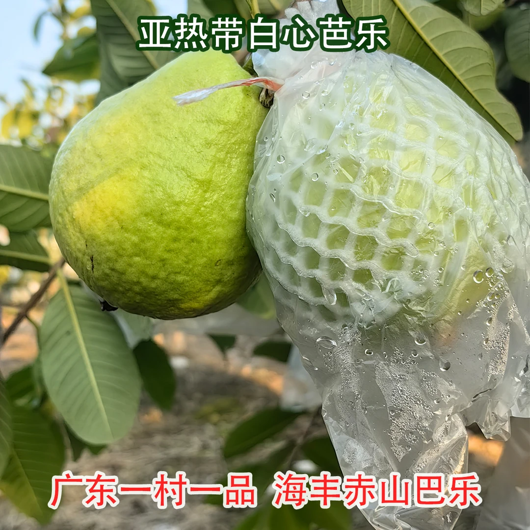 广东海丰赤山脆甜芭乐苹果采摘番石榴清凉爽白心芭乐助农