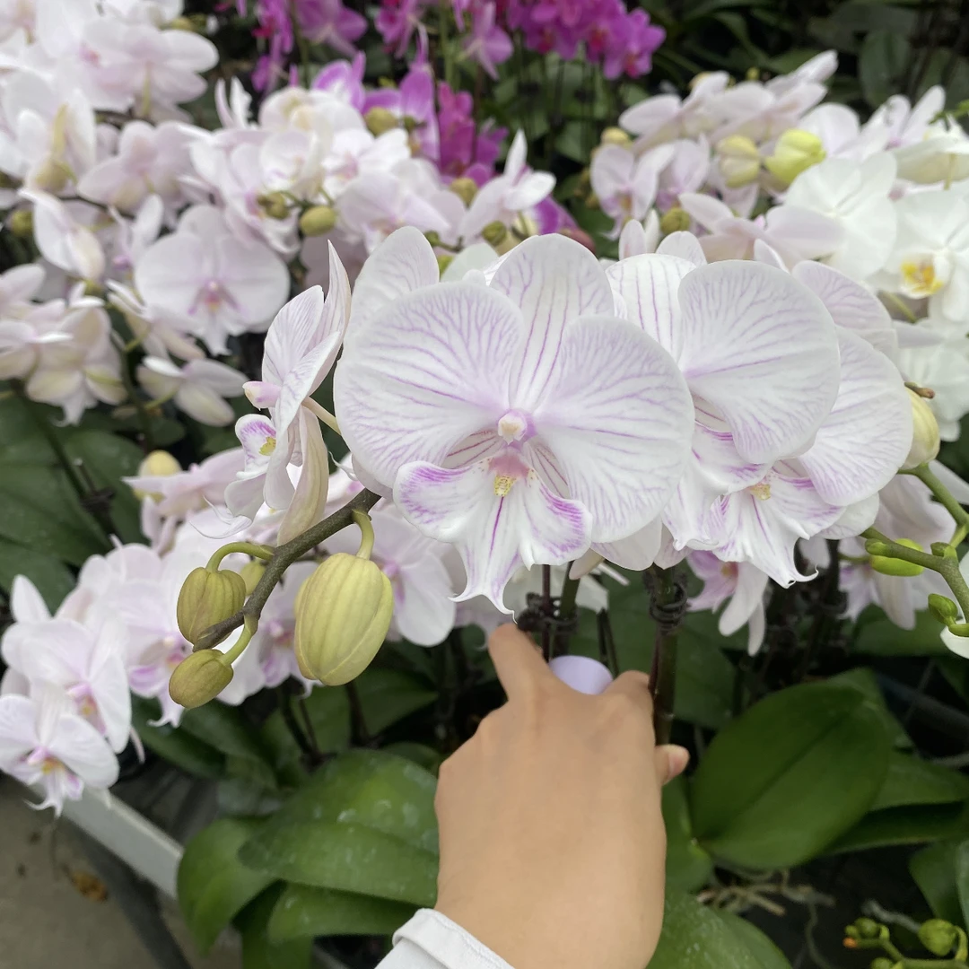 蝴蝶兰3.5寸杯曼塔安汶没有花剑