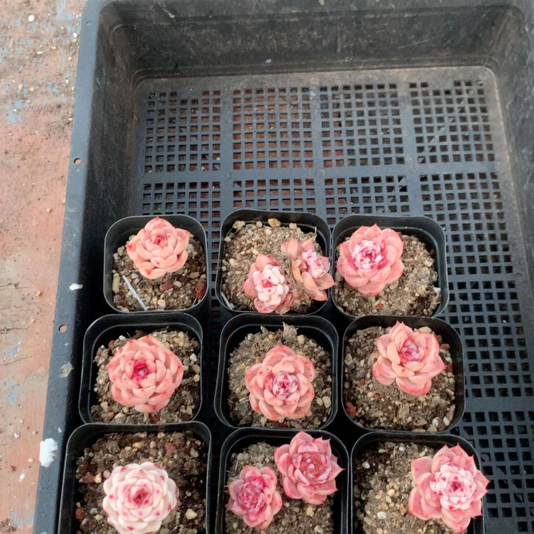 无花朵S219英语英语