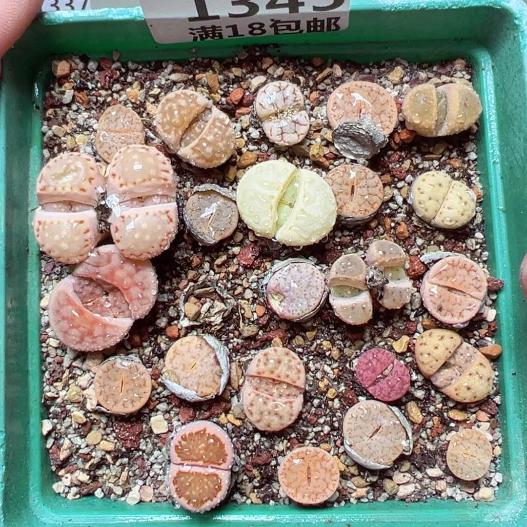 【闪购商品】1345……