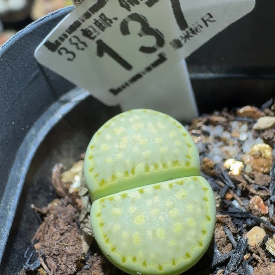 Ssss精品生石花137薄荷