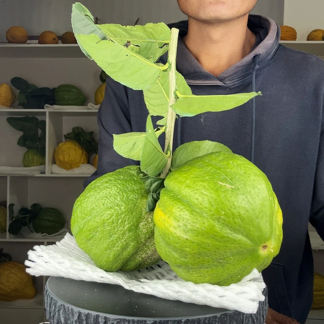 南***香水柠檬云南高山大香橼