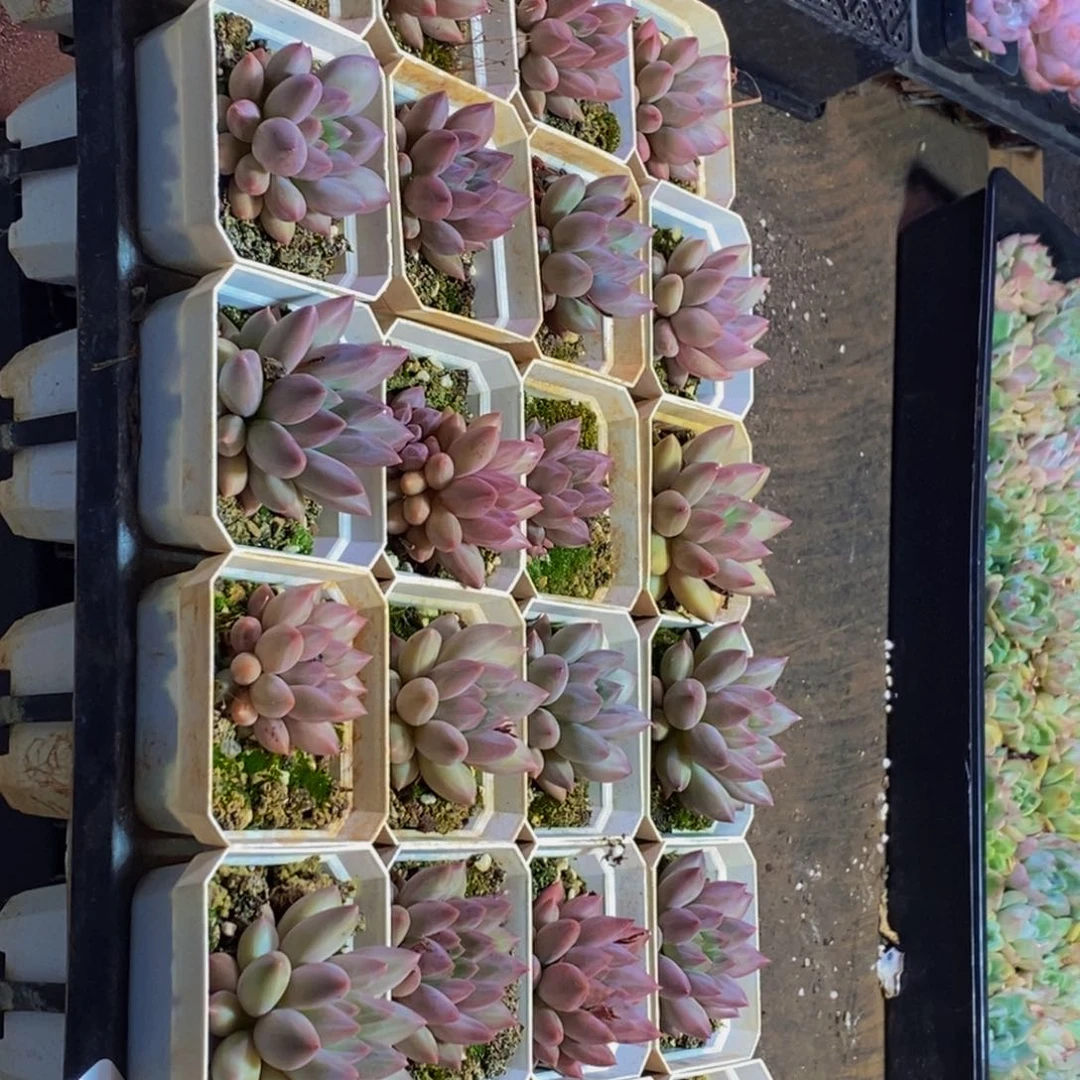 485的人在一起的量拍四颗