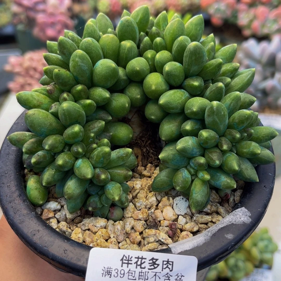 461-香蕉树多肉8cm