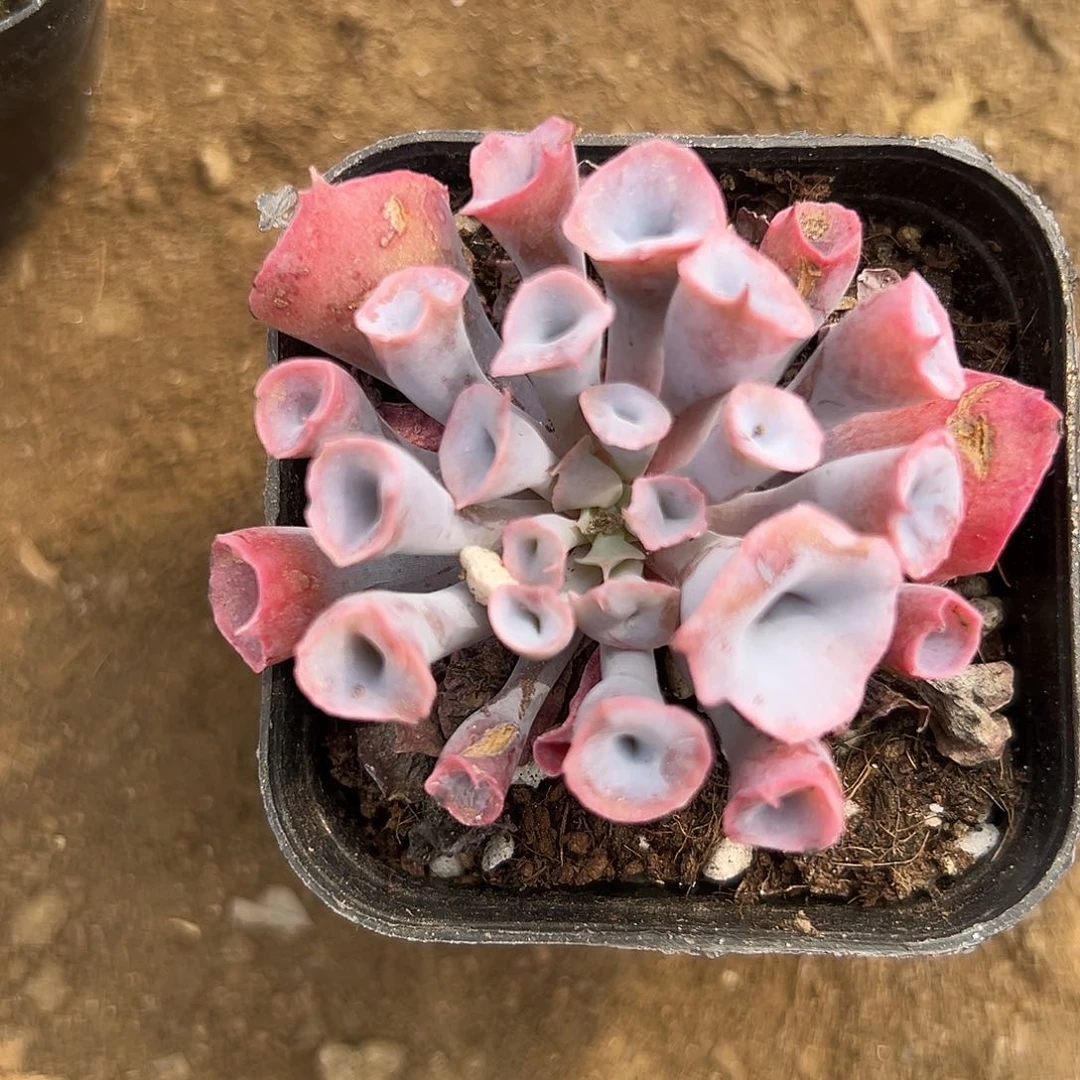 多肉植物多肉植物