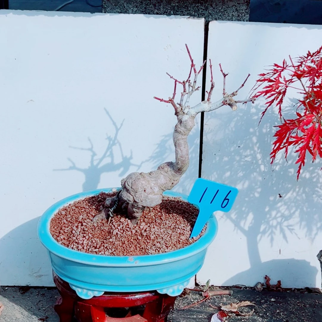 刀***刀无花朵枫树……枫树