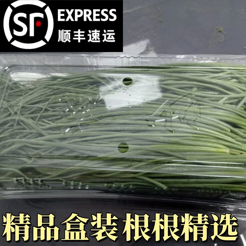 精品盒装沙葱顺丰包邮新鲜到家脆嫩爽口产地直销精选菜类新鲜蔬菜