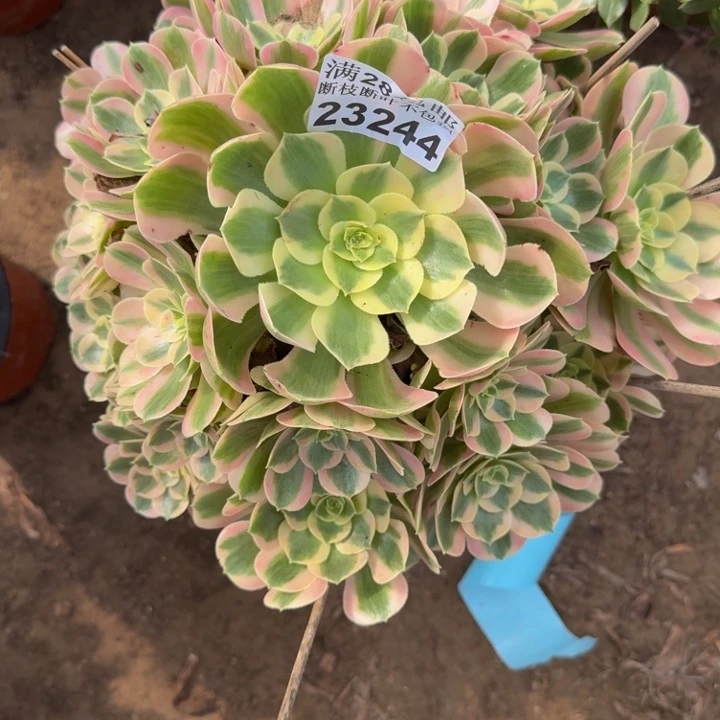 23244女郎多肉植物