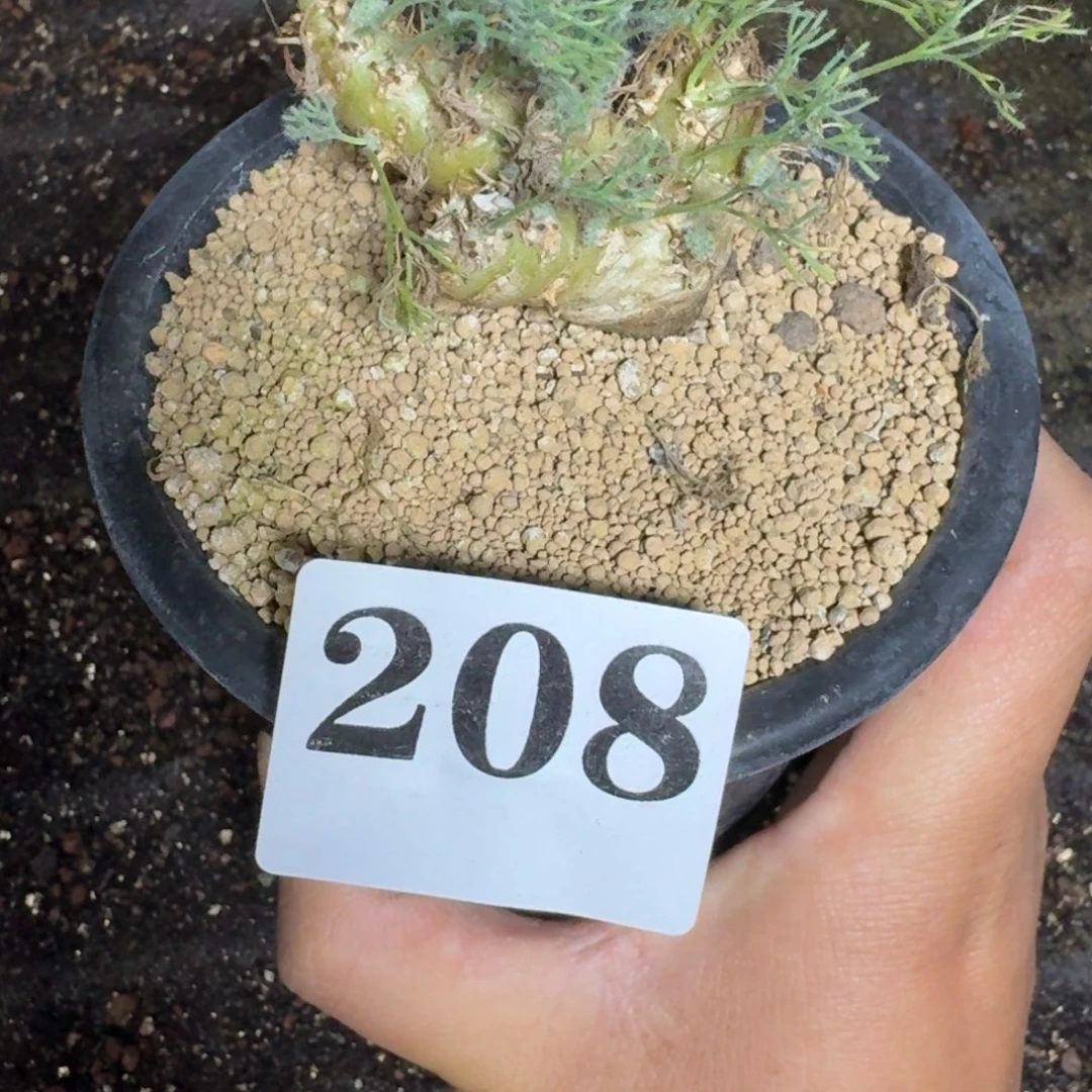 白皮月界多肉植物